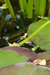 Detail van waterplanten en vijverblad