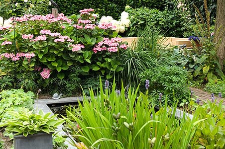 Vijverrand met hortensia en volle beplanting